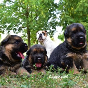 Cuccioli-Pastore-Tedesco-Casa-Mary-1