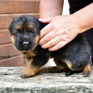 Cuccioli-Pastore-Tedesco-Casa-Mary-11