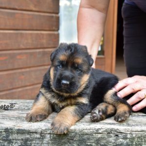 Cuccioli-Pastore-Tedesco-Casa-Mary-12