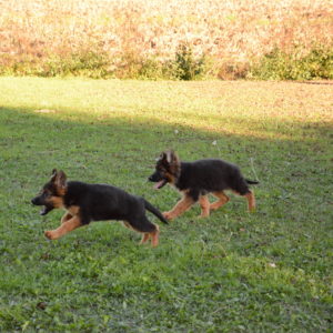 Cuccioli-Pastore-Tedesco-Casa-Mary-136