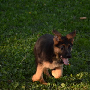 Cuccioli-Pastore-Tedesco-Casa-Mary-162