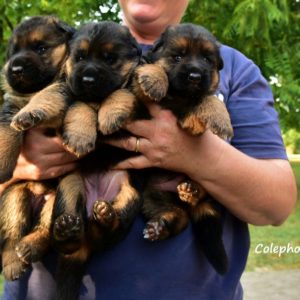 Cuccioli-Pastore-Tedesco-Casa-Mary-2