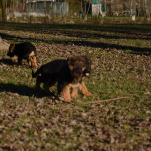 Cuccioli-Pastore-Tedesco-Casa-Mary-233