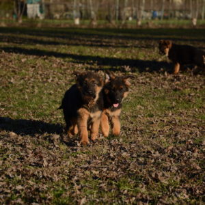 Cuccioli-Pastore-Tedesco-Casa-Mary-238