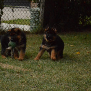 Cuccioli-Pastore-Tedesco-Casa-Mary-24