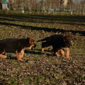 Cuccioli-Pastore-Tedesco-Casa-Mary-251