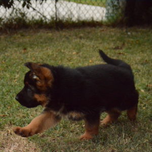 Cuccioli-Pastore-Tedesco-Casa-Mary-28