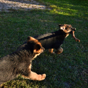 Cuccioli-Pastore-Tedesco-Casa-Mary-289