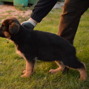 Cuccioli-Pastore-Tedesco-Casa-Mary-298