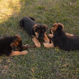 Cuccioli-Pastore-Tedesco-Casa-Mary-299