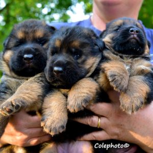 Cuccioli-Pastore-Tedesco-Casa-Mary-3