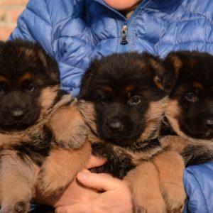 Cuccioli-Pastore-Tedesco-Casa-Mary-306