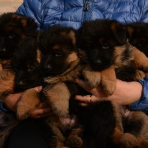 Cuccioli-Pastore-Tedesco-Casa-Mary-318