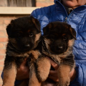 Cuccioli-Pastore-Tedesco-Casa-Mary-322