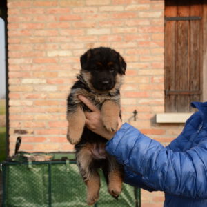 Cuccioli-Pastore-Tedesco-Casa-Mary-334