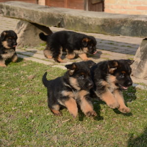 Cuccioli-Pastore-Tedesco-Casa-Mary-343