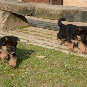 Cuccioli-Pastore-Tedesco-Casa-Mary-349