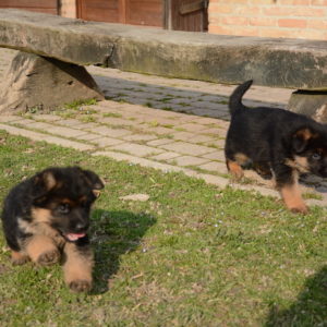 Cuccioli-Pastore-Tedesco-Casa-Mary-351