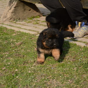 Cuccioli-Pastore-Tedesco-Casa-Mary-357