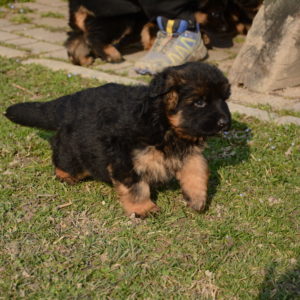 Cuccioli-Pastore-Tedesco-Casa-Mary-359