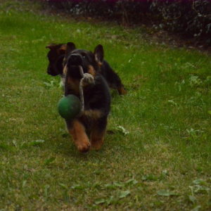 Cuccioli-Pastore-Tedesco-Casa-Mary-36