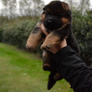 Cuccioli-Pastore-Tedesco-Casa-Mary-42