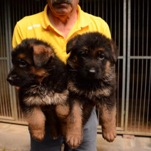 Cuccioli-Pastore-Tedesco-Casa-Mary-54