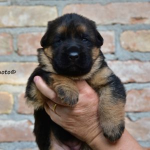 Cuccioli-Pastore-Tedesco-Casa-Mary-8