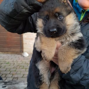 Cuccioli Pastore Tedesco Casa Mary 909