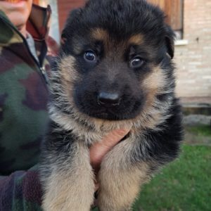 Cuccioli Pastore Tedesco Casa Mary 911