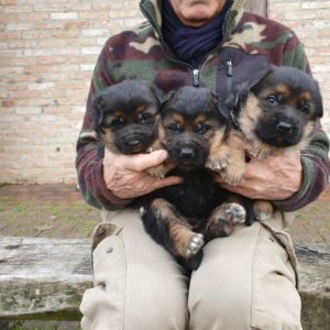 Cuccioli Pastore Tedesco Casa Mary 912