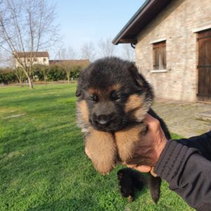 Cuccioli Pastore Tedesco Casa Mary 916