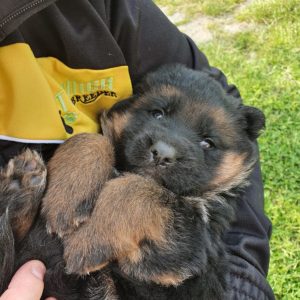 Cuccioli Pastore Tedesco Casa Mary 922