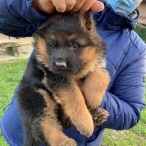 Cuccioli Pastore Tedesco Casa Mary 2021 1