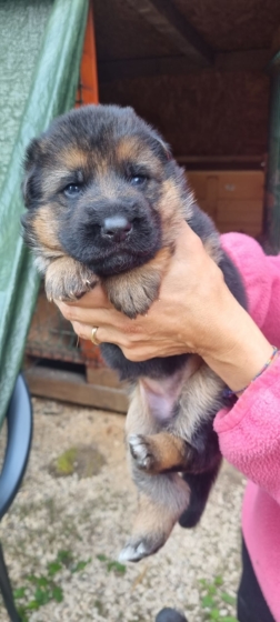 Cuccioli Pastore Tedesco Casa Mary 19 10 2022 5